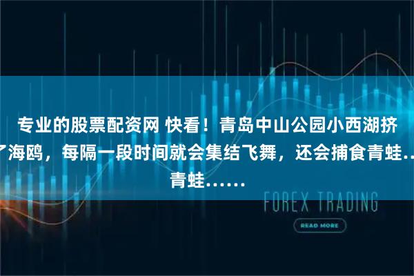 专业的股票配资网 快看！青岛中山公园小西湖挤满了海鸥，每隔一段时间就会集结飞舞，还会捕食青蛙……